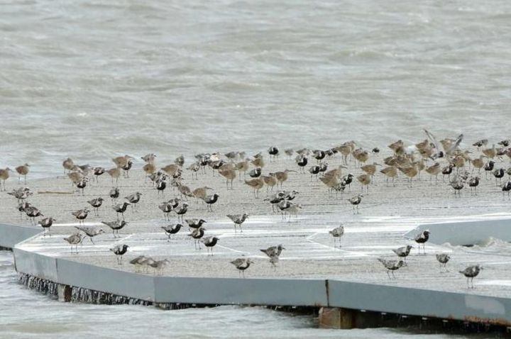 知性導覽/香山濕地假日帶領解說 賞鳥、看彈塗魚就在賞蟹步道