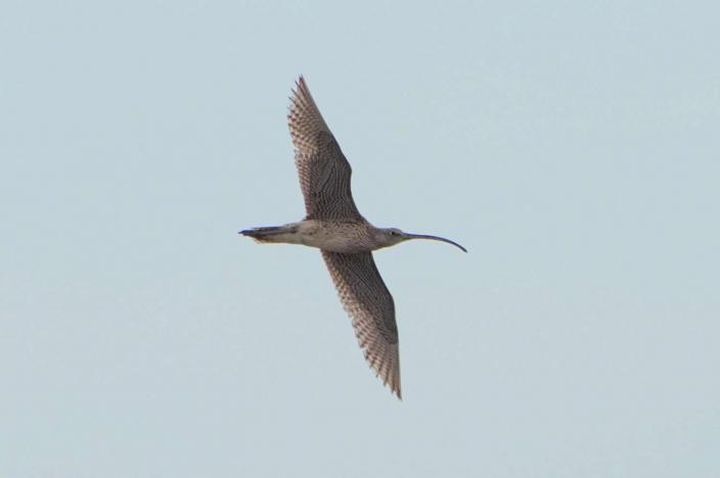 知性導覽/香山濕地假日帶領解說 賞鳥、看彈塗魚就在賞蟹步道