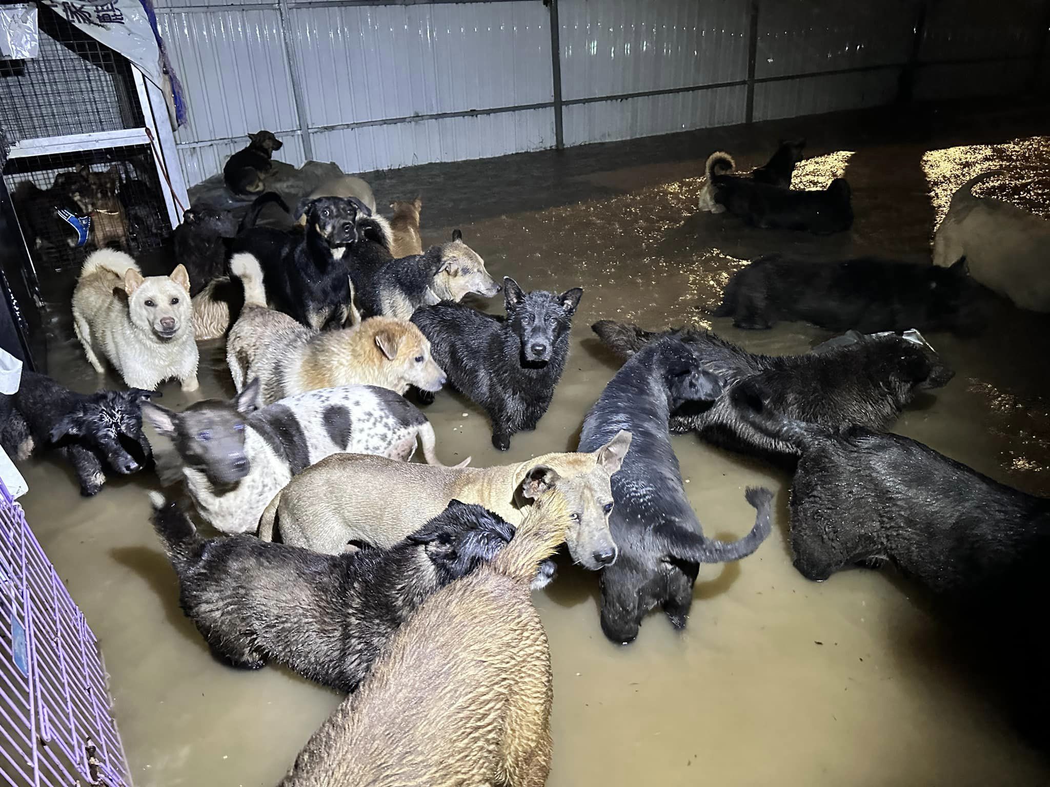 Media OutReach Newswire捐贈45,000港元予香港受水浸影響的動物收容所