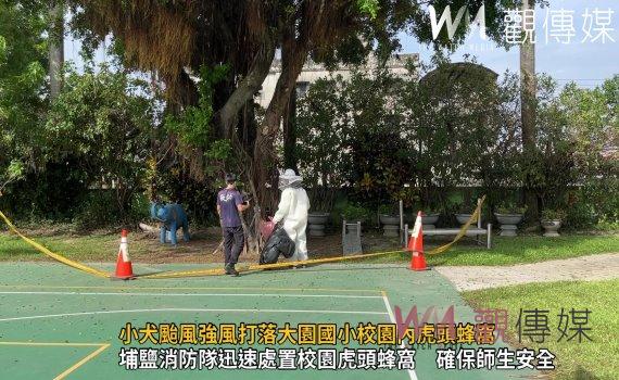 影/小犬颱風強風打落大園國小校園內虎頭蜂窩 校方拉起警戒線