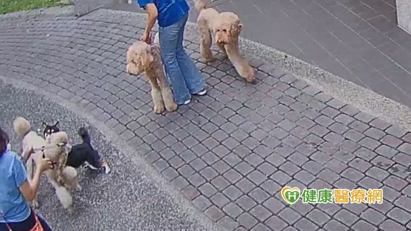 遛狗未繫繩引發衝突! 安全防護多一點、糾紛就少一點