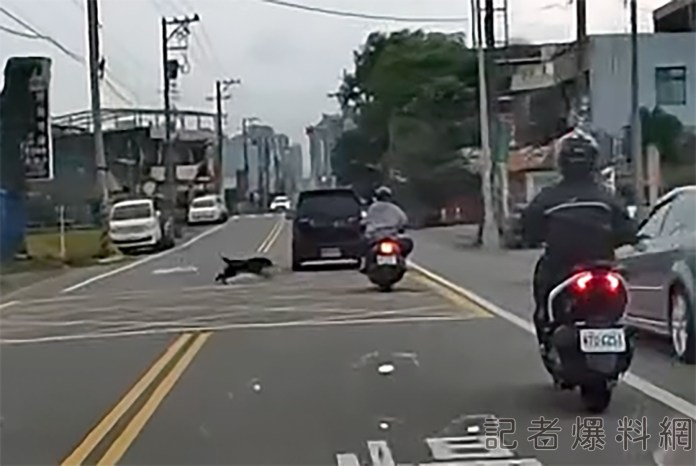 黑狗亂竄過馬路 害騎士摔車 75 1 13 | 社會 社會 記者爆料網