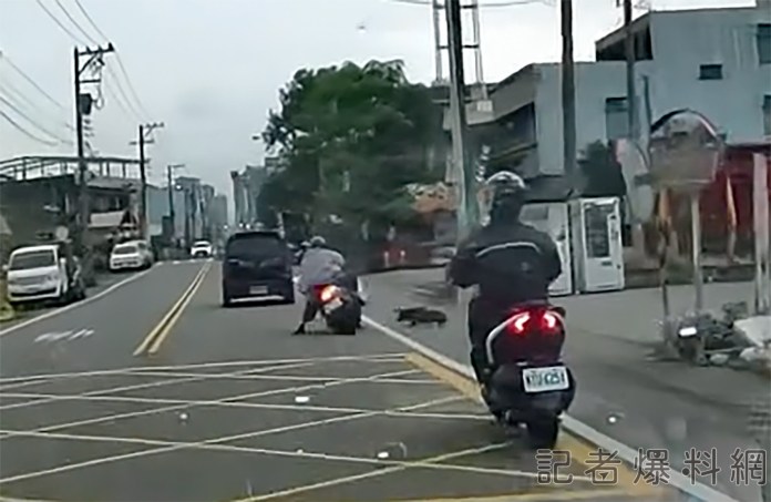 黑狗亂竄過馬路 害騎士摔車 74 2 11 | 社會 社會 記者爆料網