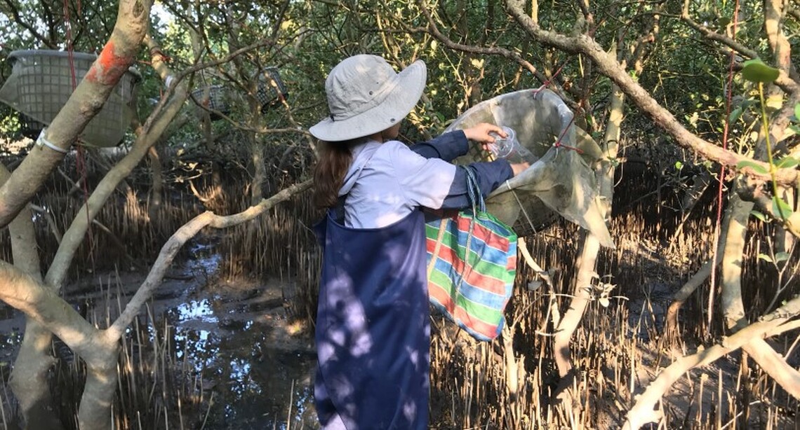 海洋碳匯能力比森林更強! 從紅樹林出發 海委會積極研擬「藍碳方法學」