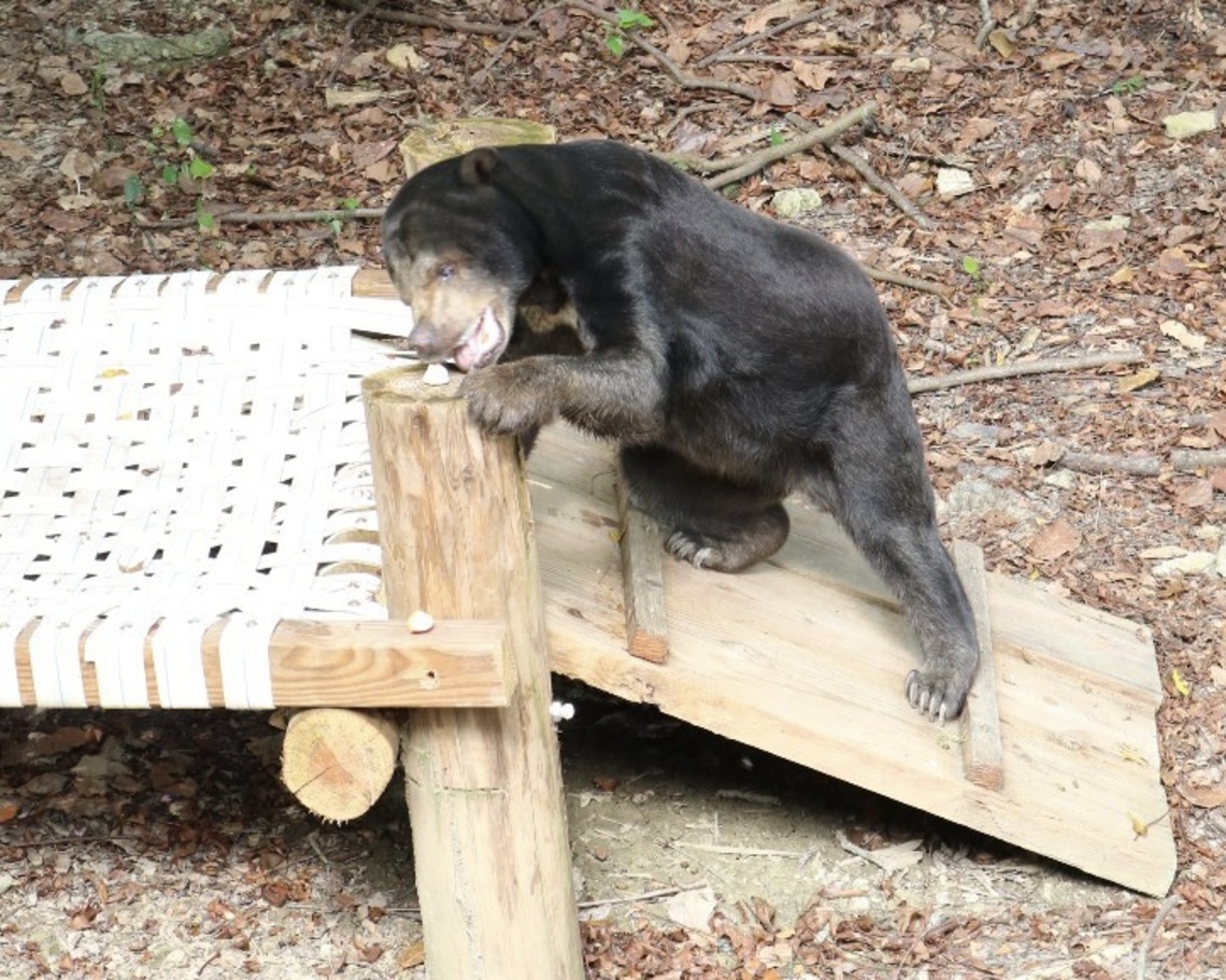 漾新聞|壽山動物園攜手三大學生設計伸展台 為高齡馬來熊打造老年舒適環境
