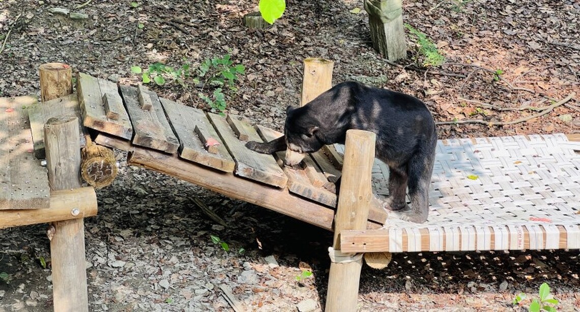 時尚走秀伸展台? 壽山動物園為高齡馬來熊打造老年舒適生活