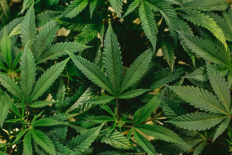 【臺灣調查網】全球民調/巴西 雖反對娛樂用大麻合法化 巴西人仍願為醫藥需求開綠燈 243 New Project - 2023-10-12T145037.237