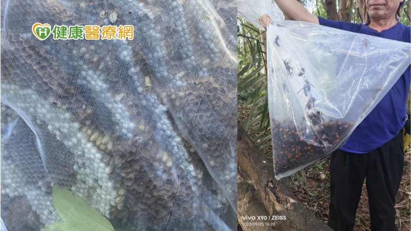 秋季虎頭蜂兇猛螫人! 專家教你4招避免蜂螫