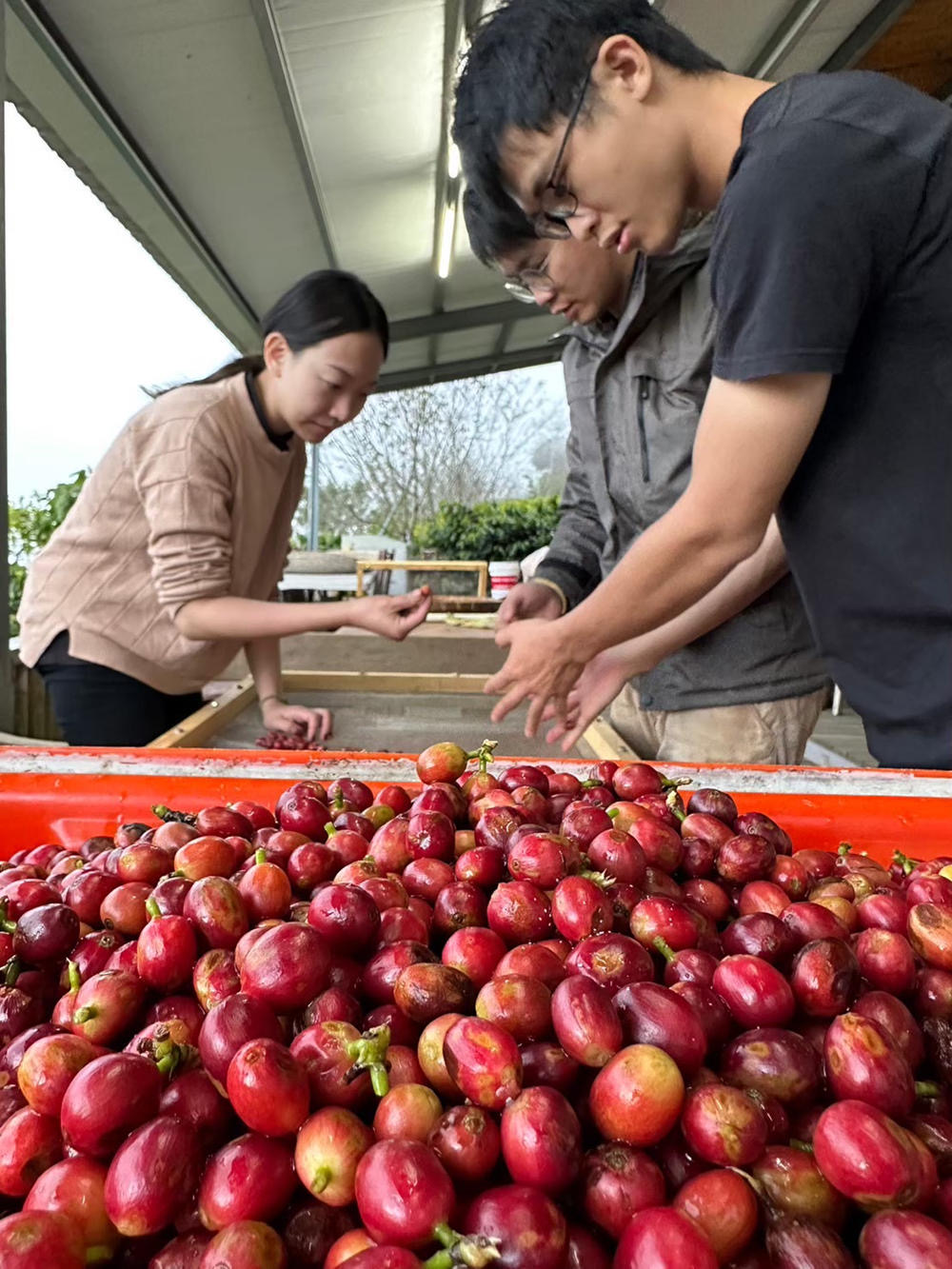圖:台灣咖啡阿里山日曬豆最優。(圖/業者提供)