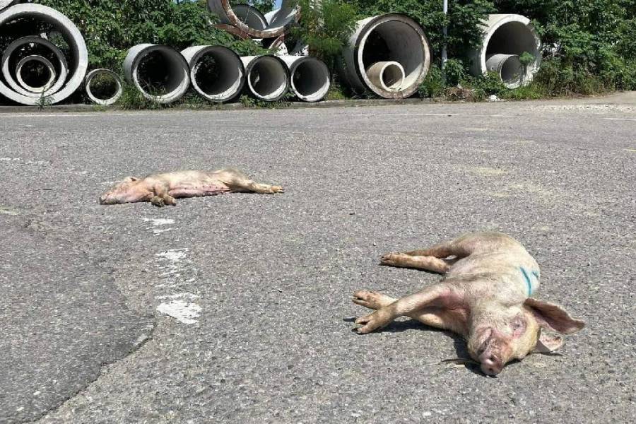 死豬禽沿路掉 銅鑼鄉民恐化製場成噩夢 226 死豬禽沿路掉 銅鑼鄉民恐化製場成噩夢 225