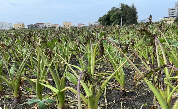 中市芋頭因小犬颱風災損 10/23前受理申請現金救助