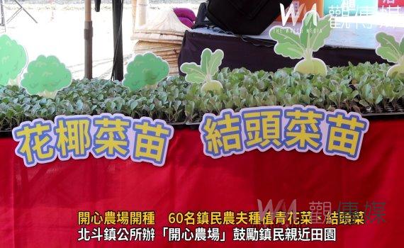 影/北斗鎮民開心農場開種 60名鎮民農夫種植青花菜、結頭菜