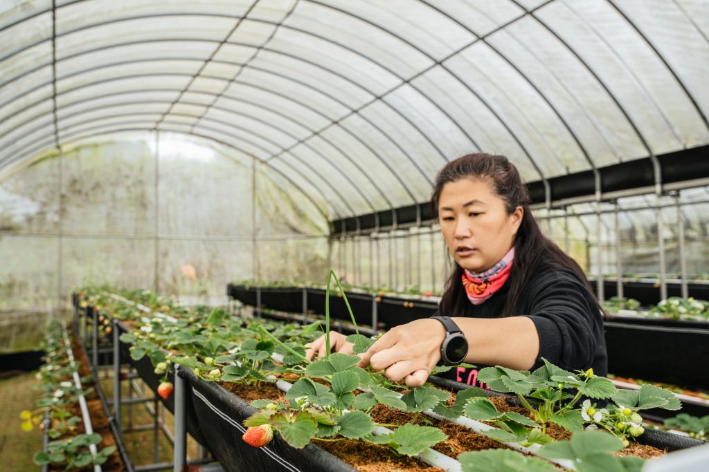 三芝地區冬天多雨的天氣曾讓她備受挫折,後來嘗試用科技彌補氣候條件,架起溫網室有成。(圖/農業局提供)
