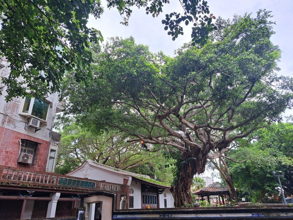 座落於板橋府中的林家花園為新北市著名的旅遊景點與國定古蹟,園內同樣擁有珍貴綠色資源-即珍貴樹木。圖為攀樹師身著橘衣者修剪珍貴樹木之過程。(圖/新北市政府提供)
