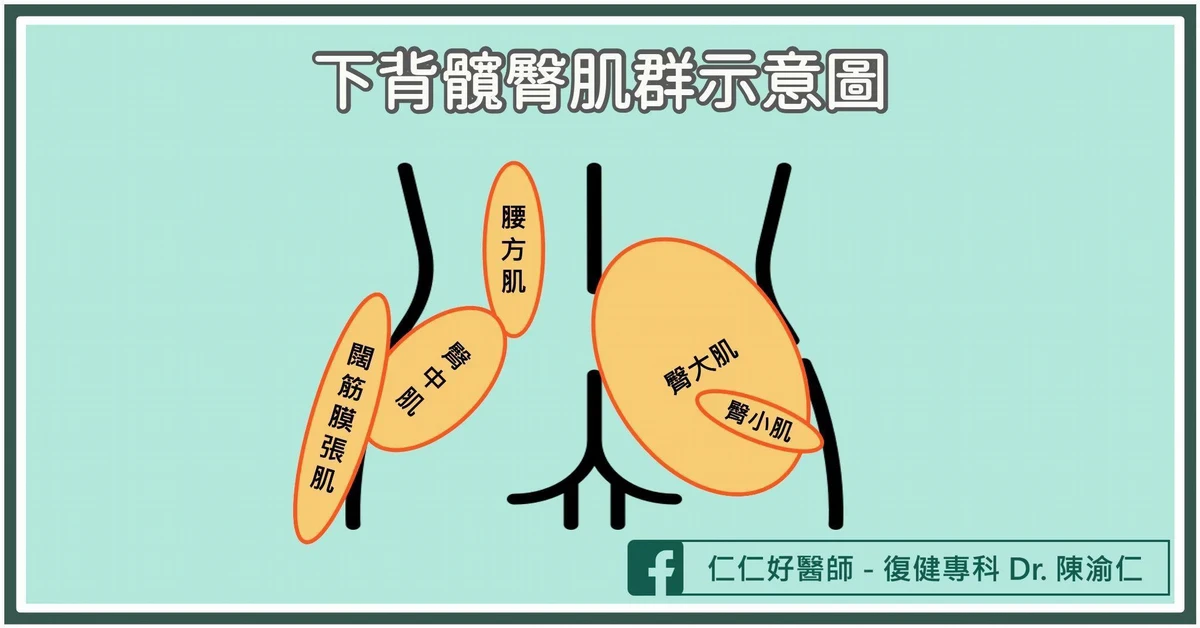 什麼是「臀中肌」?