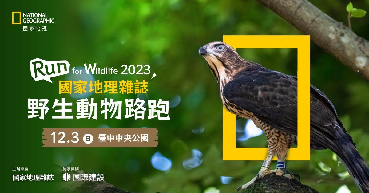 一張含有 鳥類, 猛禽, 鷹, 隼 的圖片 自動產生的描述