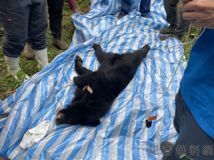 小黑熊在苗栗泰安竹林受困陷阱 獸醫吹箭麻醉協助治療 73 | 生活 生活 記者爆料網