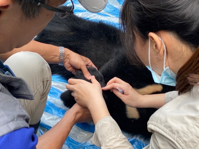 小黑熊在苗栗泰安竹林受困陷阱 獸醫吹箭麻醉協助治療 70 | 生活 生活 記者爆料網