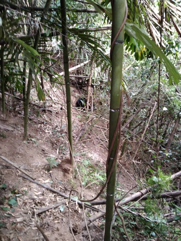 小黑熊在苗栗泰安竹林受困陷阱 獸醫吹箭麻醉協助治療 71 16日中午接獲通報有黑熊受困於竹林內 | 生活 生活 記者爆料網