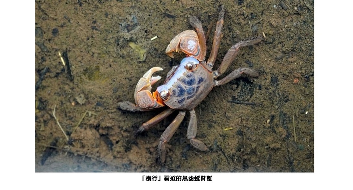 住在濕地水岸第一排 - 無齒螳臂蟹