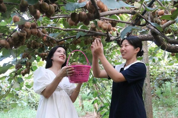 Photo shows that tourists pick kiwifruit at a kiwifruit plant base in Chengxia village of Chian Town in Fengxin County. (Photo by Deng Jiangang) Photo shows that tourists pick kiwifruit at a kiwifruit plant base in Chengxia village of Chian Town in Fengxin County. (Photo by Deng Jiangang)