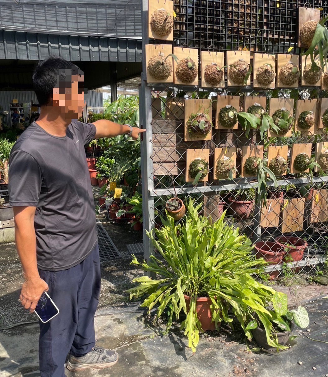 店家65株名貴「鹿角蕨」不翼而飛 竊嫌犯案過程「露馬腳」遭警送辦