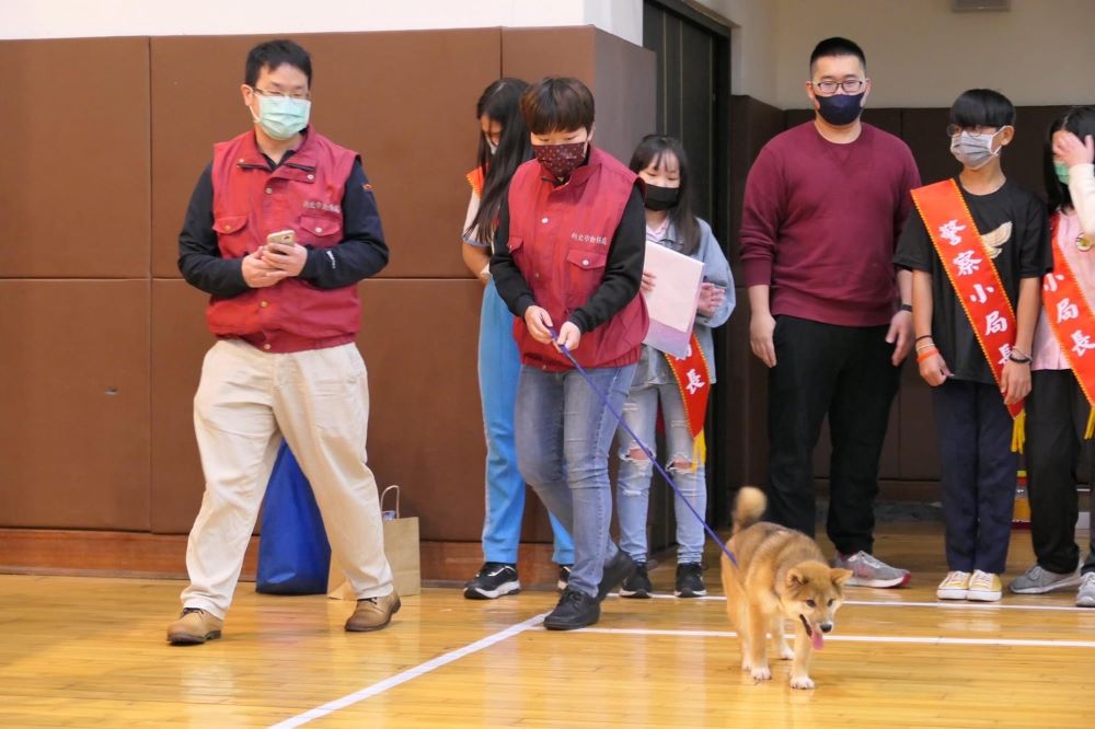 《圖說》新北市五股國小在111年認養了「旺柴」、「柴哥」為校園犬。〈動保處提供〉