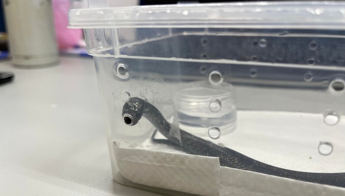 美國爬蟲日 新北動保處提醒防寵物蛇脫逃