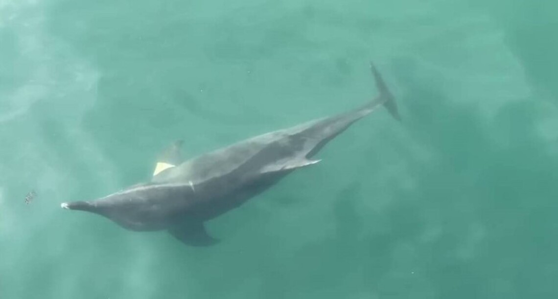 迷途海豚誤闖高雄港 海巡呼籲勿擾嬌客
