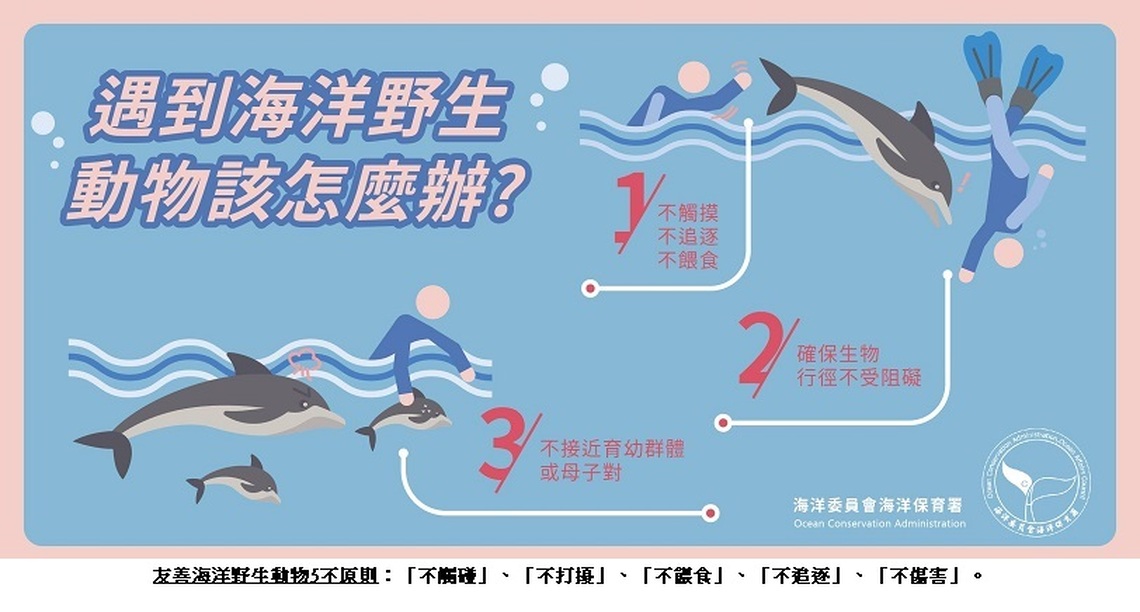 墾丁海域海豚出沒 海保署:勿觸摸或追逐以免觸法