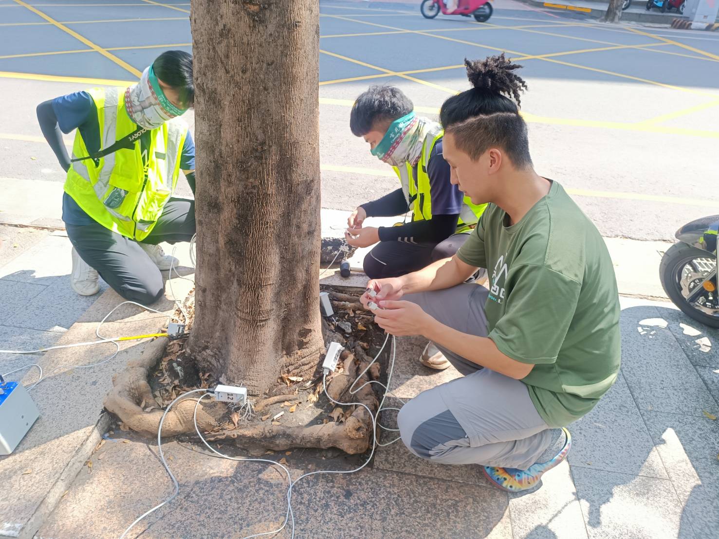 臺南市全面健檢測行道樹 以維用路人安全