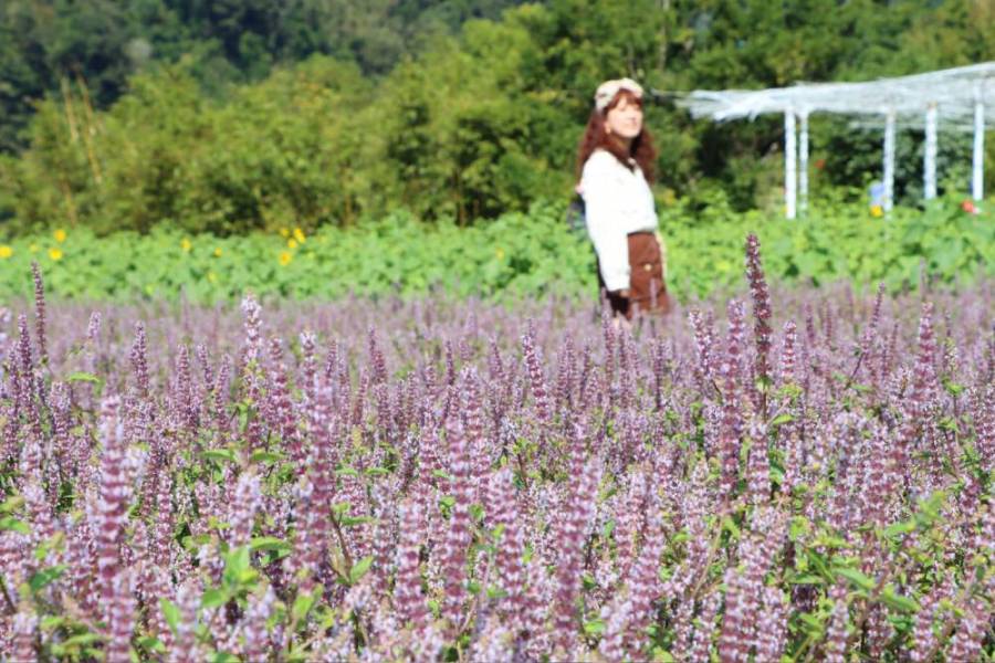 苗栗仙草花節11月登場 打造台版普羅旺斯 206 苗栗仙草花節11月登場 打造台版普羅旺斯 205