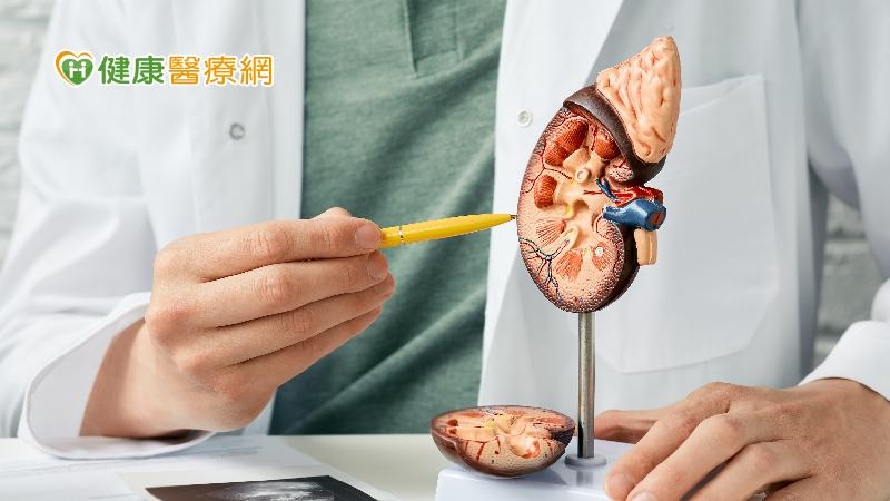 「活體捐腎」捐贈者只剩1顆腎會有哪些風險? 1300例個案分析研究結果曝