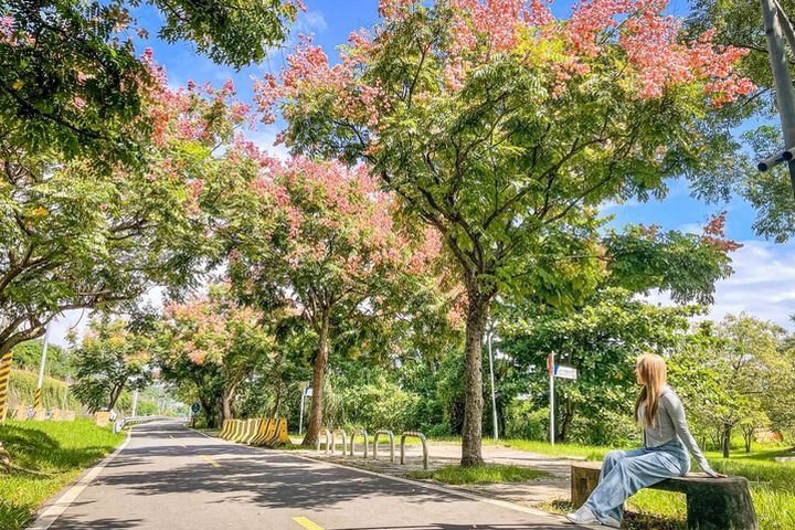 粉色蒴果、黃色花朵及濃綠枝葉相間的繽紛色彩映入眼簾。 圖:新北市政府水利局/提供