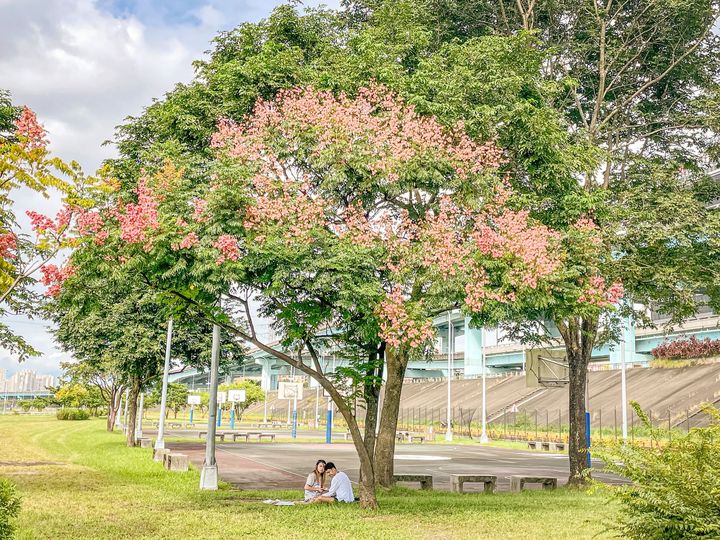 視覺饗宴/漫遊新北河濱公園 一睹台灣欒樹粉嫩換裝