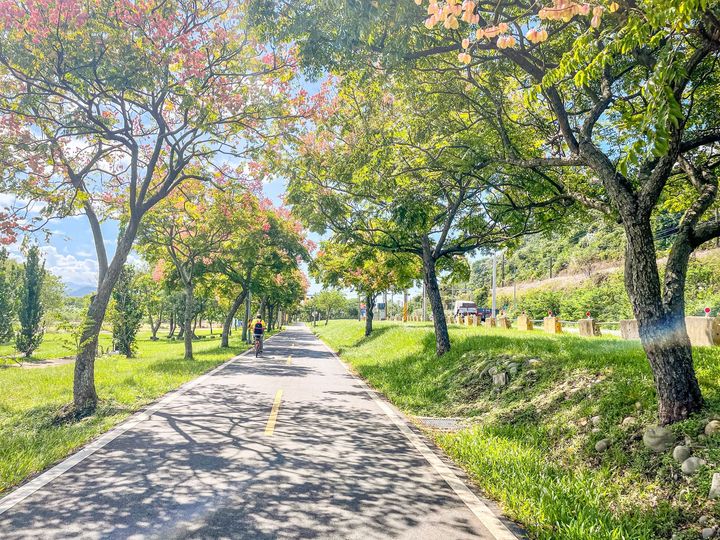 視覺饗宴/漫遊新北河濱公園 一睹台灣欒樹粉嫩換裝