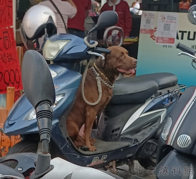 高雄婦人牽繩遛狗遭路邊惡犬襲擊 婦肉身護愛犬慘遭咬傷 59 高雄,狗咬人,遛狗,肉身護犬