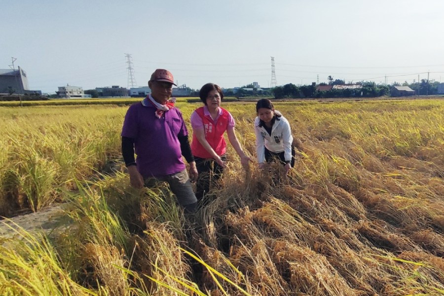 蝨燒、白葉枯病致霧峰香米減產 農業局:全力協助農民 210 蝨燒、白葉枯病致霧峰香米減產 農業局:全力協助農民 209