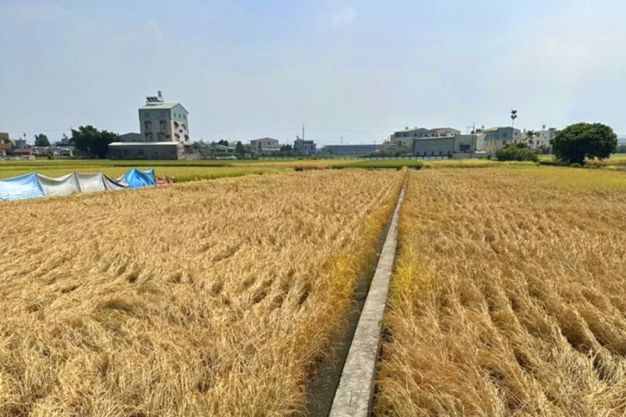 蝨燒、白葉枯病致霧峰香米減產 農業局:全力協助農民 212 蝨燒、白葉枯病致霧峰香米減產 農業局:全力協助農民 211