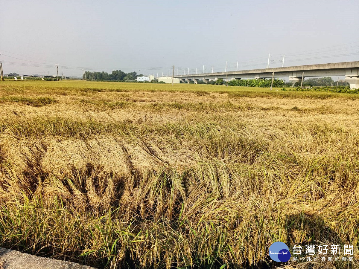中部地區晚熟水稻飛蝨類發生警報 呼籲農民加強防治工作