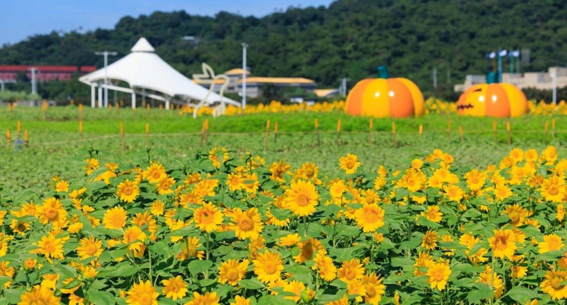北市大佳河濱花海登場 第一波向日葵花海爆炸盛開