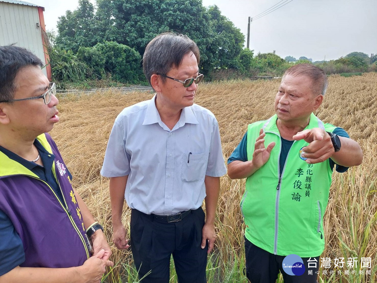 小犬強風造成溪州、埤頭、北斗稻作受災嚴重 輕者「半槽米」嚴重造成枯萎、倒伏「蝨燒」現象