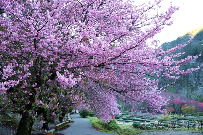 武陵農場櫻花季明年2/8開跑 住宿區11月1日開搶 63 武陵農場櫻花季明年2/8開跑 住宿區11月1日開搶