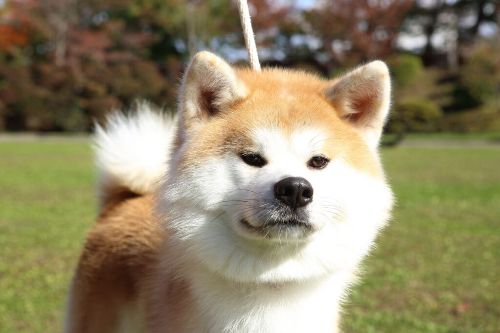 秋田犬