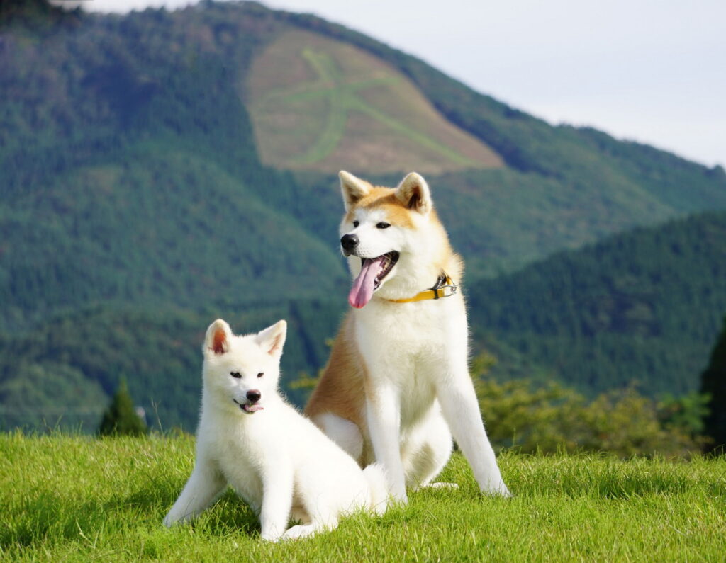 秋田犬