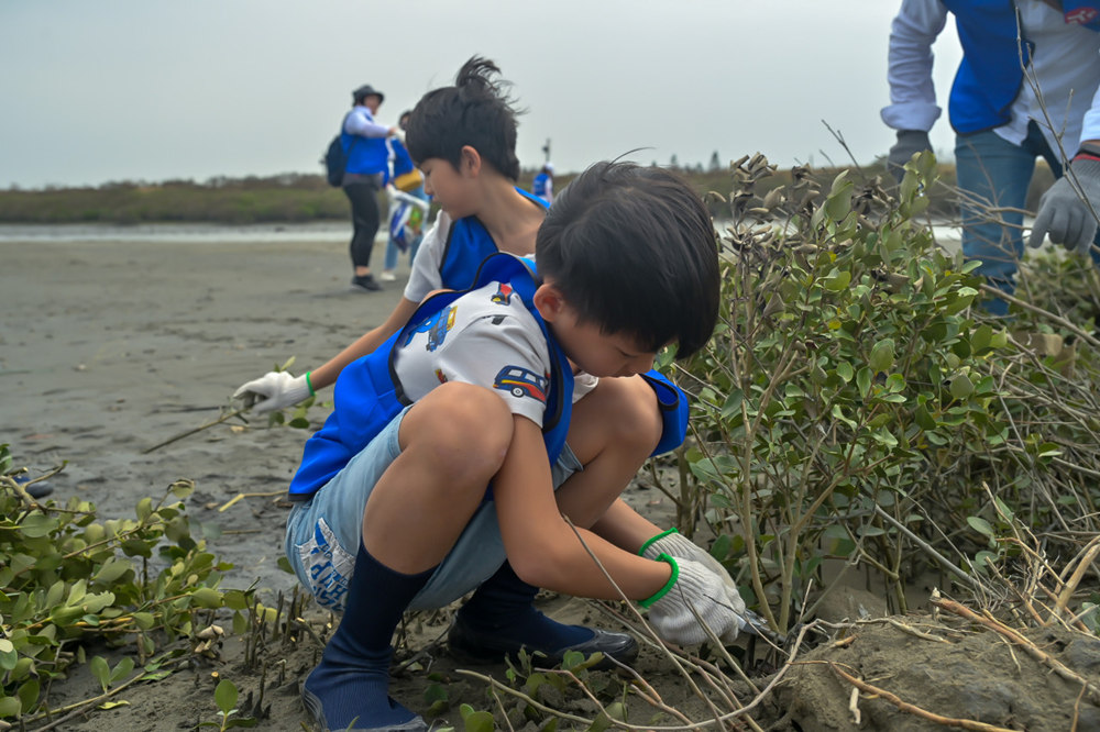 台灣的紅樹林包含水筆仔、海茄苳(圖中植物)、欖李與紅海欖,海茄苳會使海水流速變慢,使得灘地更加泥濘,不利於潮間帶生物生存。(圖/今周刊提供)