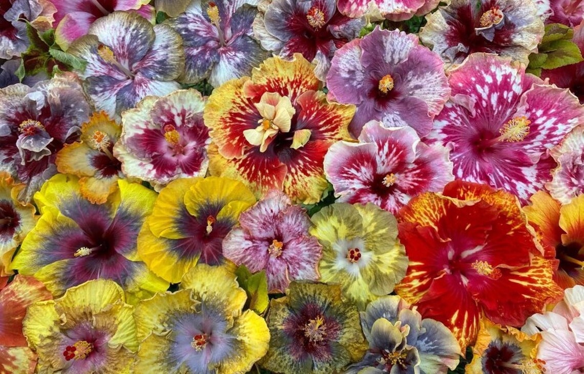 色彩大亂鬥! 朱槿花展士林官邸10/29單日限定!