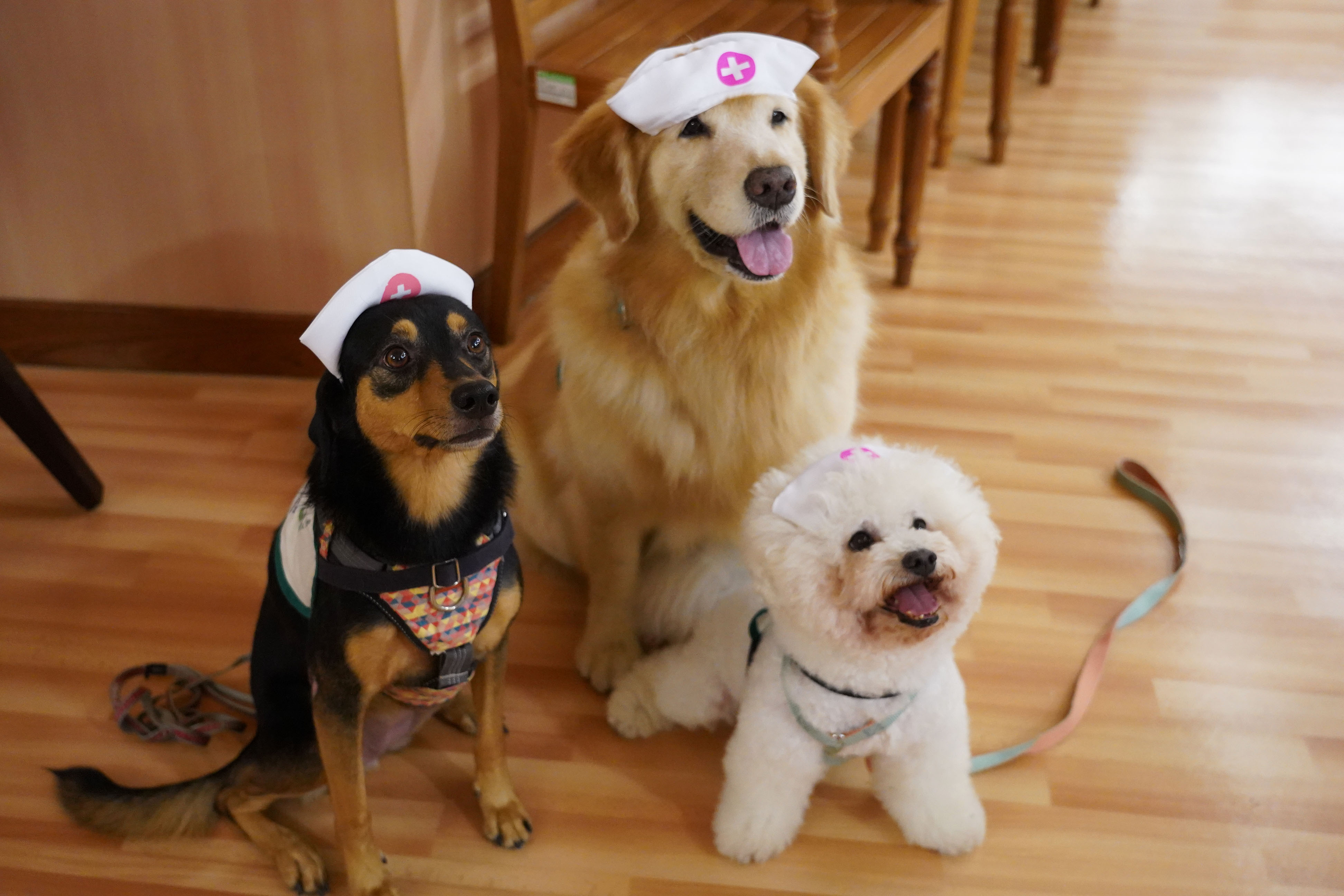 三隻超萌治療犬在動物輔助治療與長照護理結合課程中,實際與學員互動。