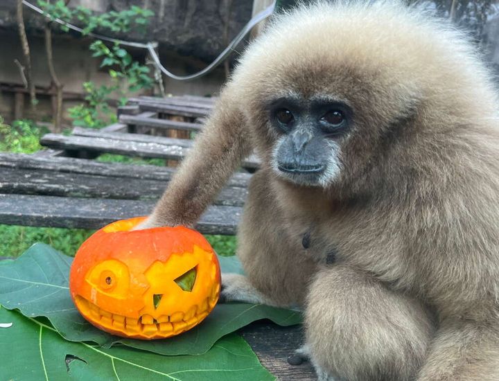 和壽山動物園水豚君一起參加「動物變裝派對」 本週末扮裝享免費入園