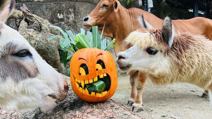 和壽山動物園水豚君一起參加「動物變裝派對」 本週末扮裝享免費入園